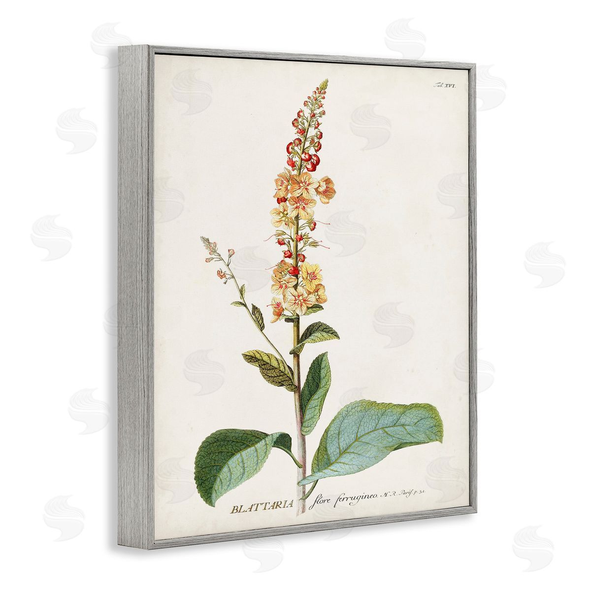 Scientific Botanical Plant Grey Frame Print Wall Art, Home Decor by Unknown