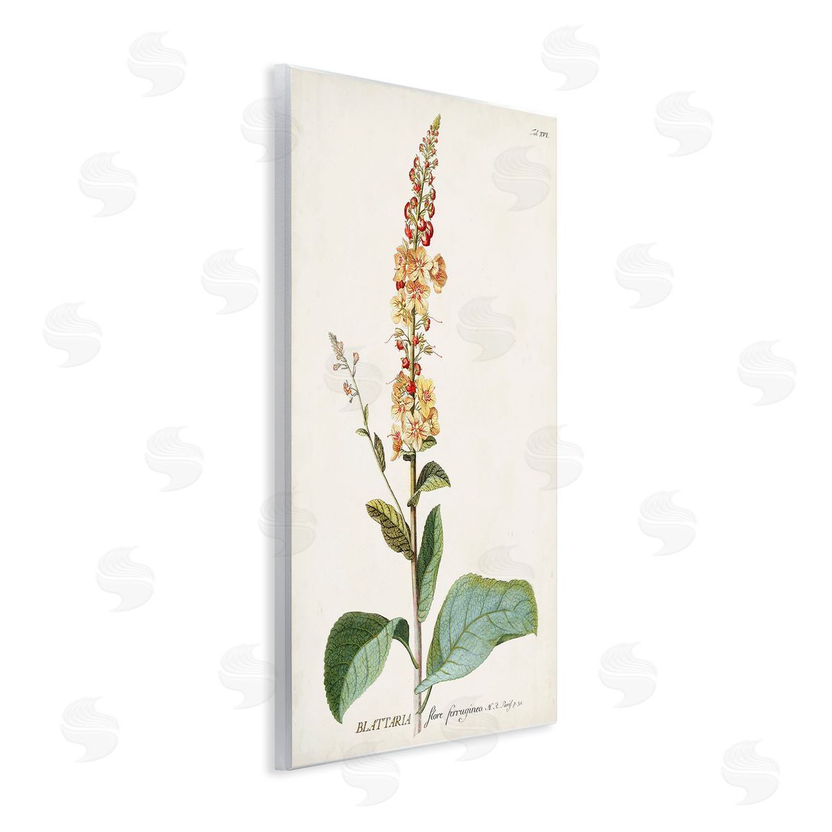 Scientific Botanical Plant Wood Plaque Wall Art, Home Decor by Unknown
