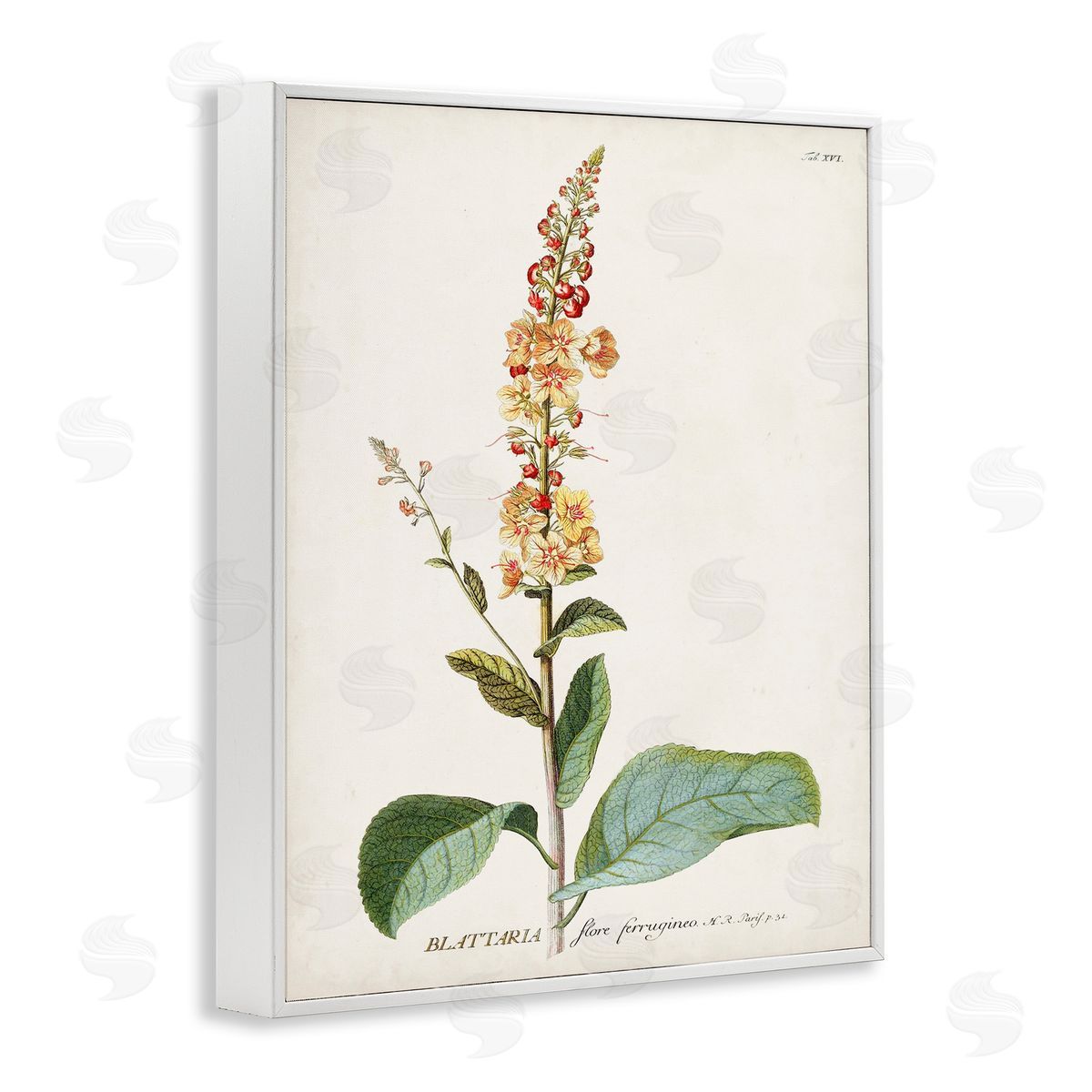 Scientific Botanical Plant White Frame Print Wall Art, Home Decor by Unknown
