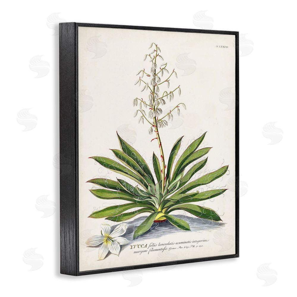 Unknown Botanical Plant Illustration Ferns Vintage Design Black Framed Giclee Wall Art Print