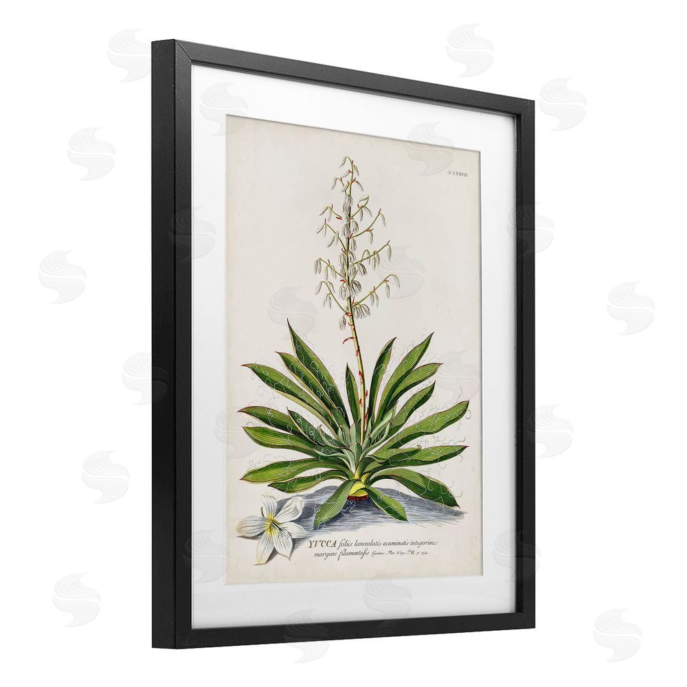 Unknown Botanical Plant Illustration Ferns Vintage Design Black Framed Print Under Glass Wall Art