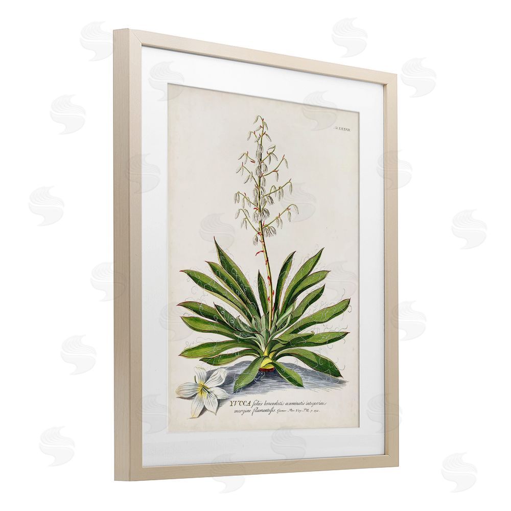 Unknown Botanical Plant Illustration Ferns Vintage Design Brown Framed Print Under Glass Wall Art