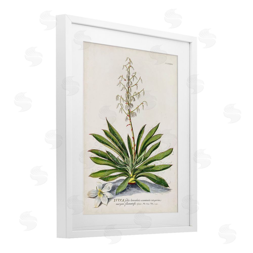 Unknown Botanical Plant Illustration Ferns Vintage Design White Framed Print Under Glass Wall Art