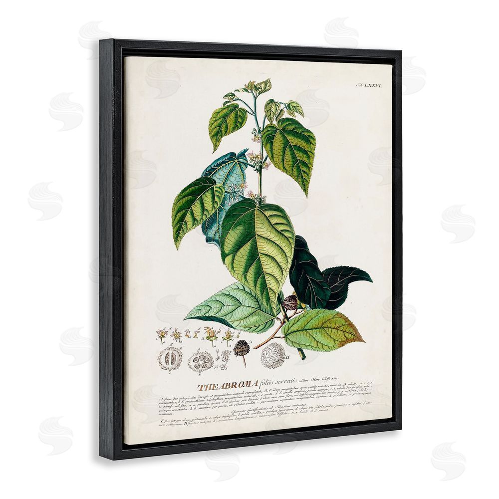 Unknown Botanical Plant Illustration Seeds And Leaves Vintage Design Black Floating Frame Canvas Wall Art Print