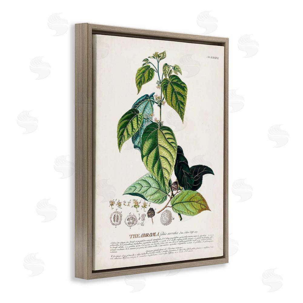 Unknown Botanical Plant Illustration Seeds And Leaves Vintage Design Brown Floating Frame Canvas Wall Art Print