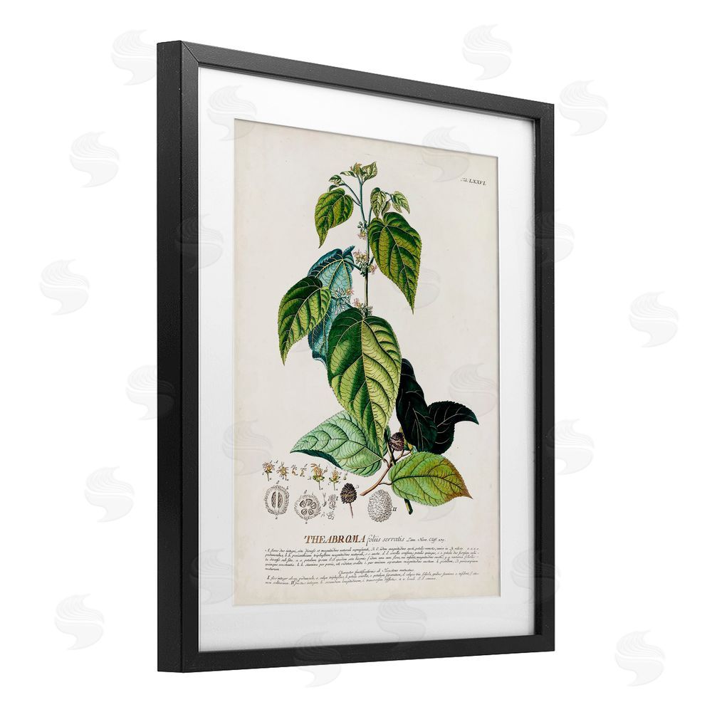 Unknown Botanical Plant Illustration Seeds And Leaves Vintage Design Black Framed Print Under Glass Wall Art
