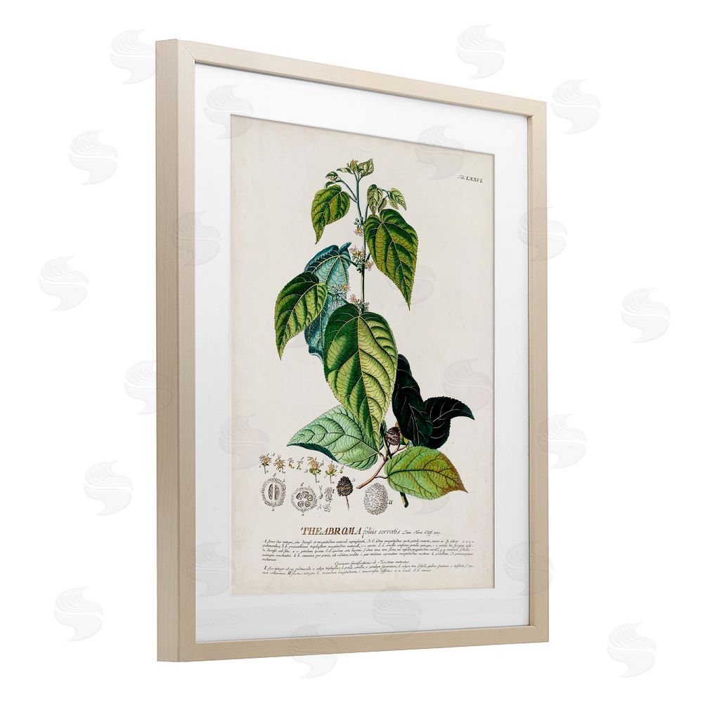 Unknown Botanical Plant Illustration Seeds And Leaves Vintage Design Brown Framed Print Under Glass Wall Art