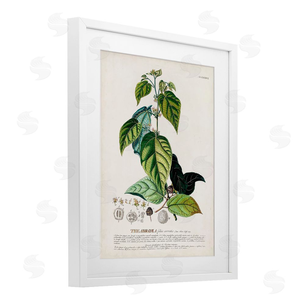 Unknown Botanical Plant Illustration Seeds And Leaves Vintage Design White Framed Print Under Glass Wall Art