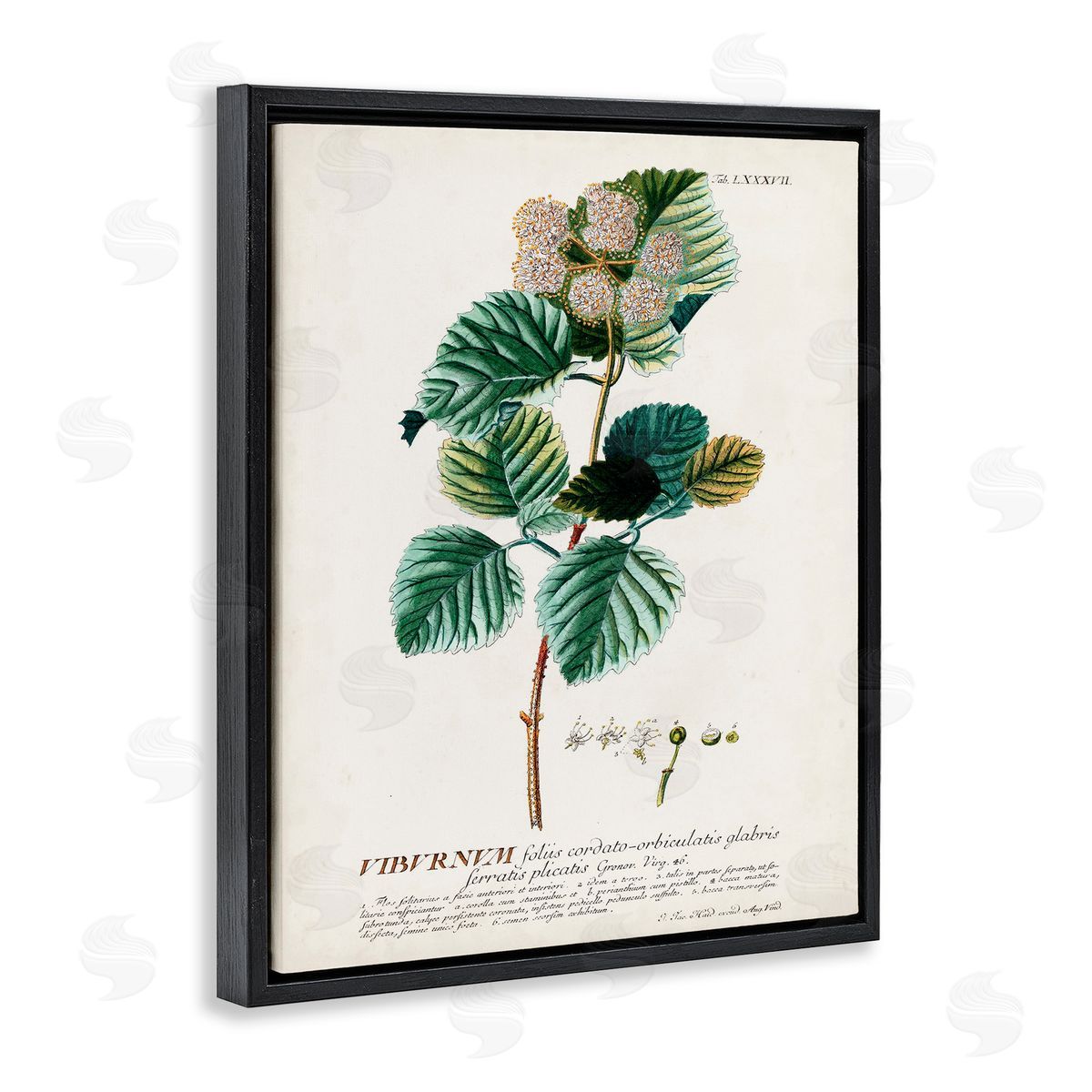 Scientific Botanical Plant Seeds Black Floating Frame Canvas Wall Art, Home Decor by Unknown