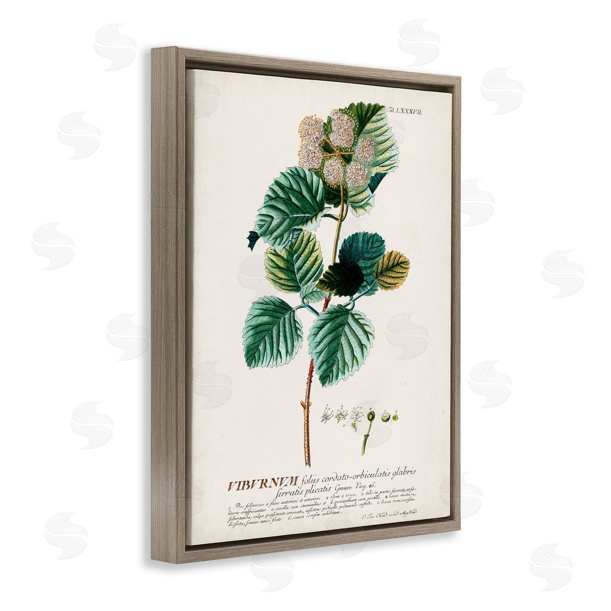 Scientific Botanical Plant Seeds Brown Floating Frame Canvas Wall Art, Home Decor by Unknown