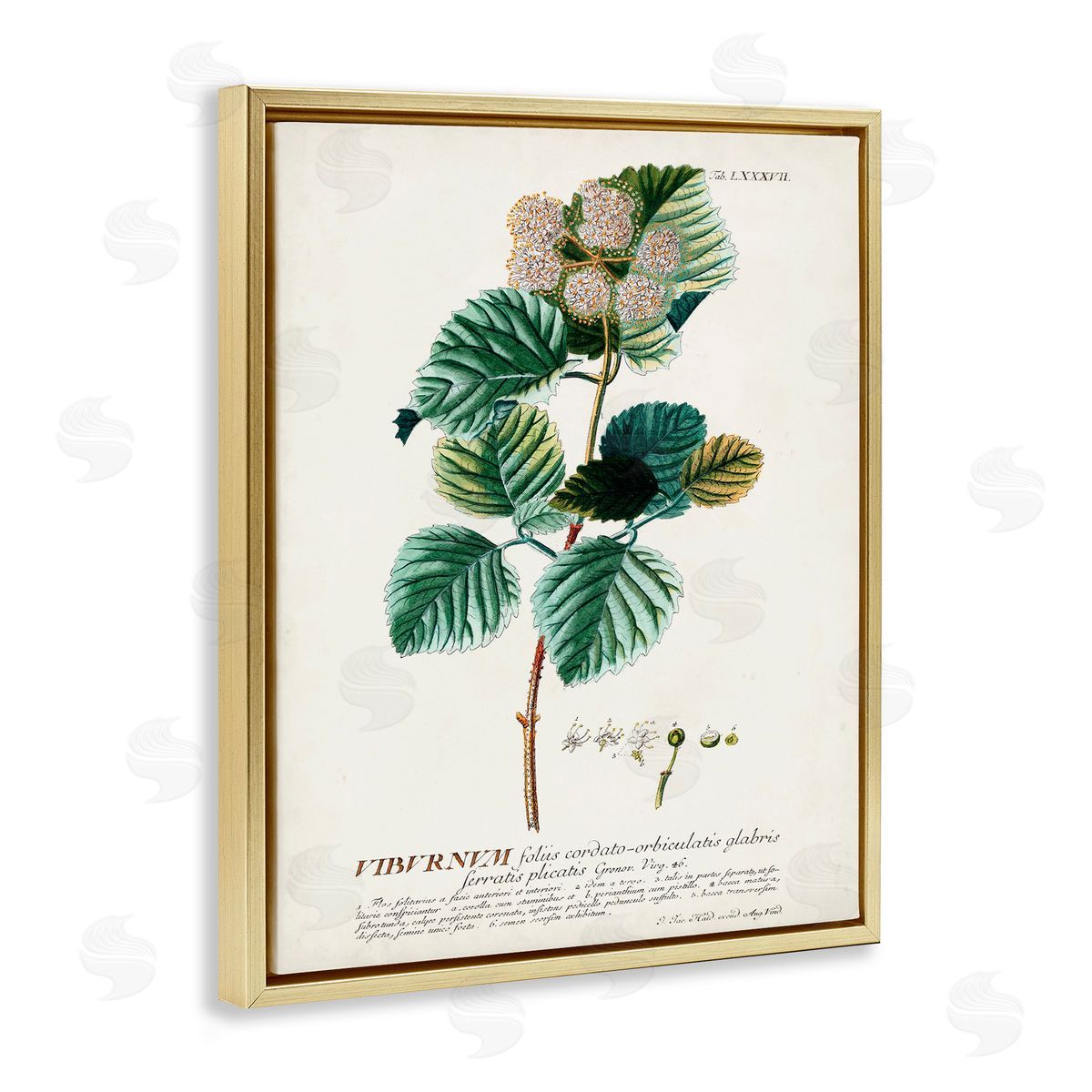 Scientific Botanical Plant Seeds Gold Floating Frame Canvas Wall Art, Home Decor by Unknown