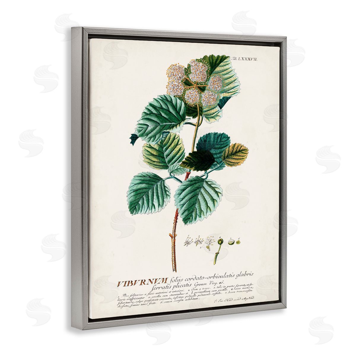 Scientific Botanical Plant Seeds Grey Floating Frame Canvas Wall Art, Home Decor by Unknown