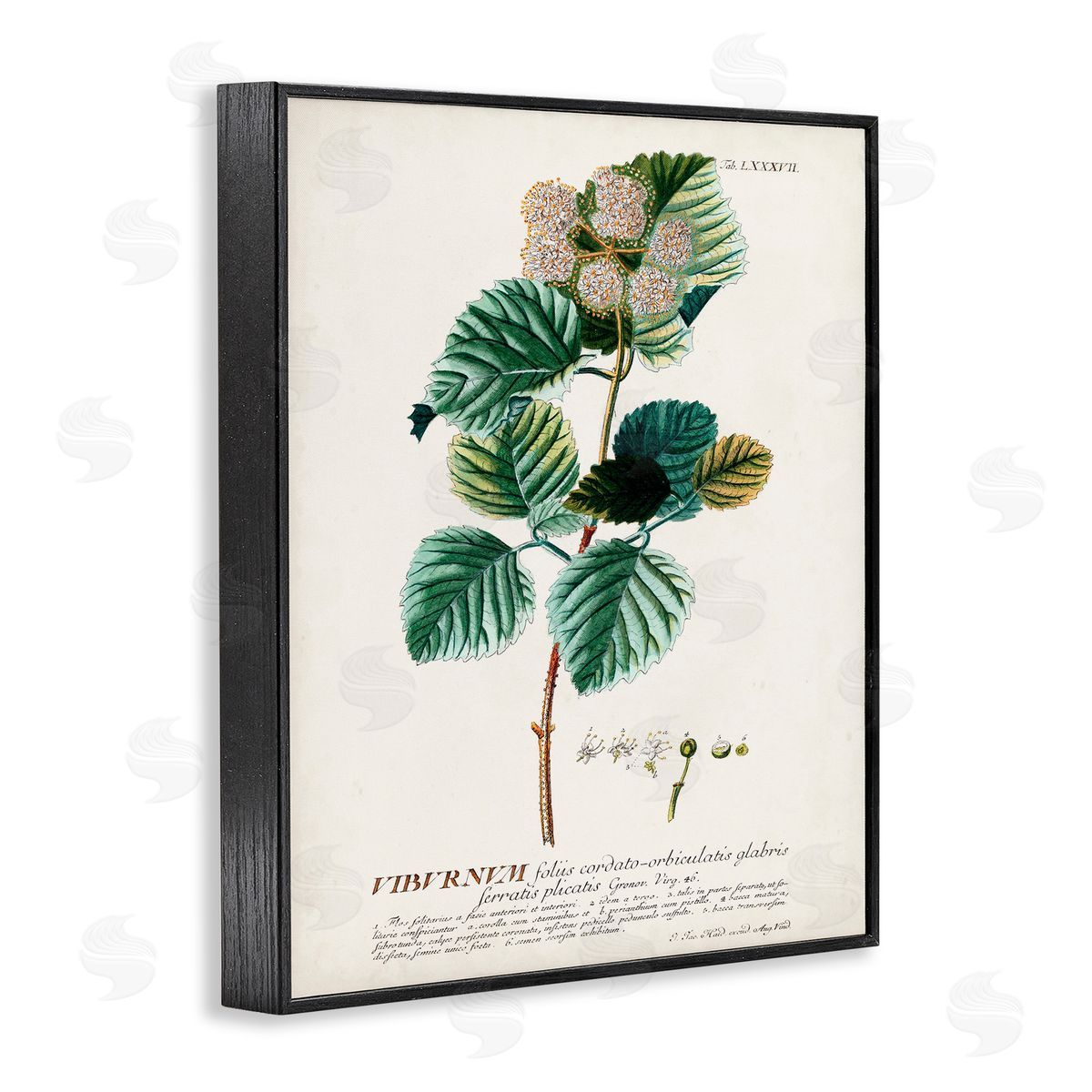 Scientific Botanical Plant Seeds Black Frame Print Wall Art, Home Decor by Unknown