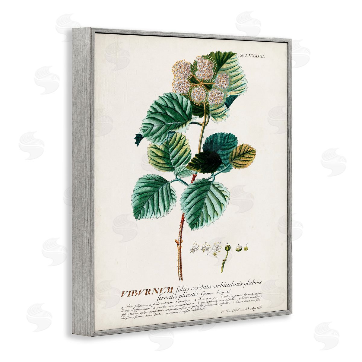 Scientific Botanical Plant Seeds Grey Frame Print Wall Art, Home Decor by Unknown