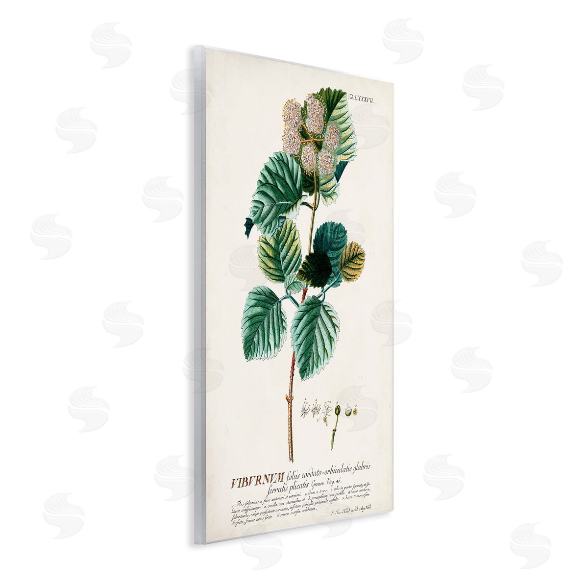 Scientific Botanical Plant Seeds Wood Plaque Wall Art, Home Decor by Unknown
