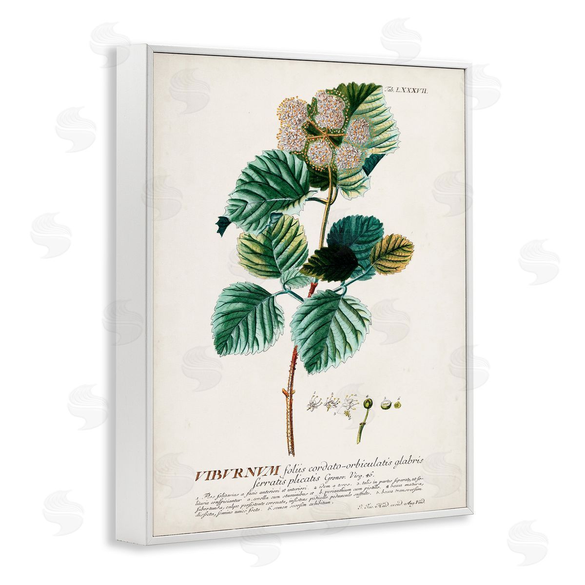 Scientific Botanical Plant Seeds White Frame Print Wall Art, Home Decor by Unknown