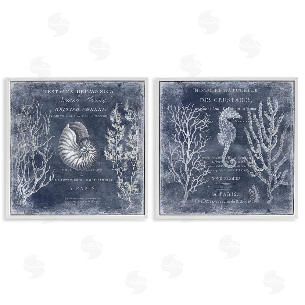 Deborah Devellier Vintage European Shells & Seahorse White Framed Giclee Wall Art Print