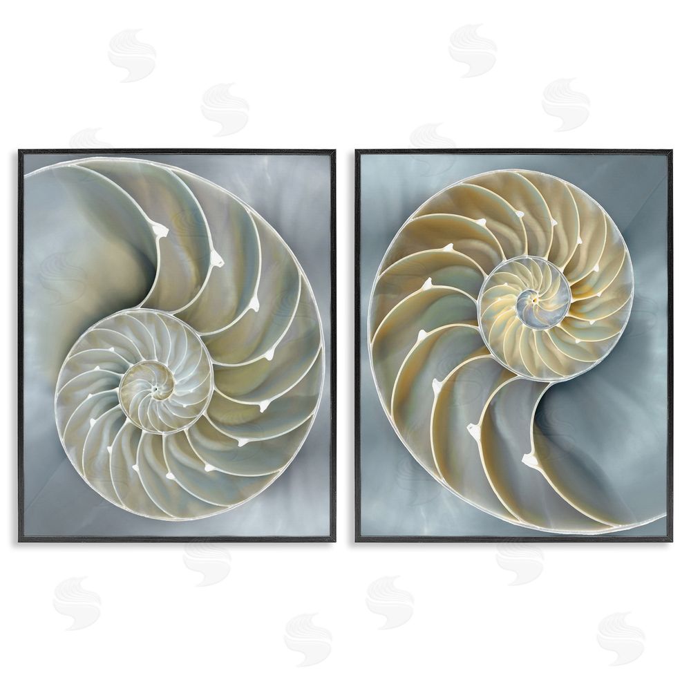 Caroline Kelly Intricate Nautilus Interior Natural Geometric Black Framed Giclee Wall Art Print