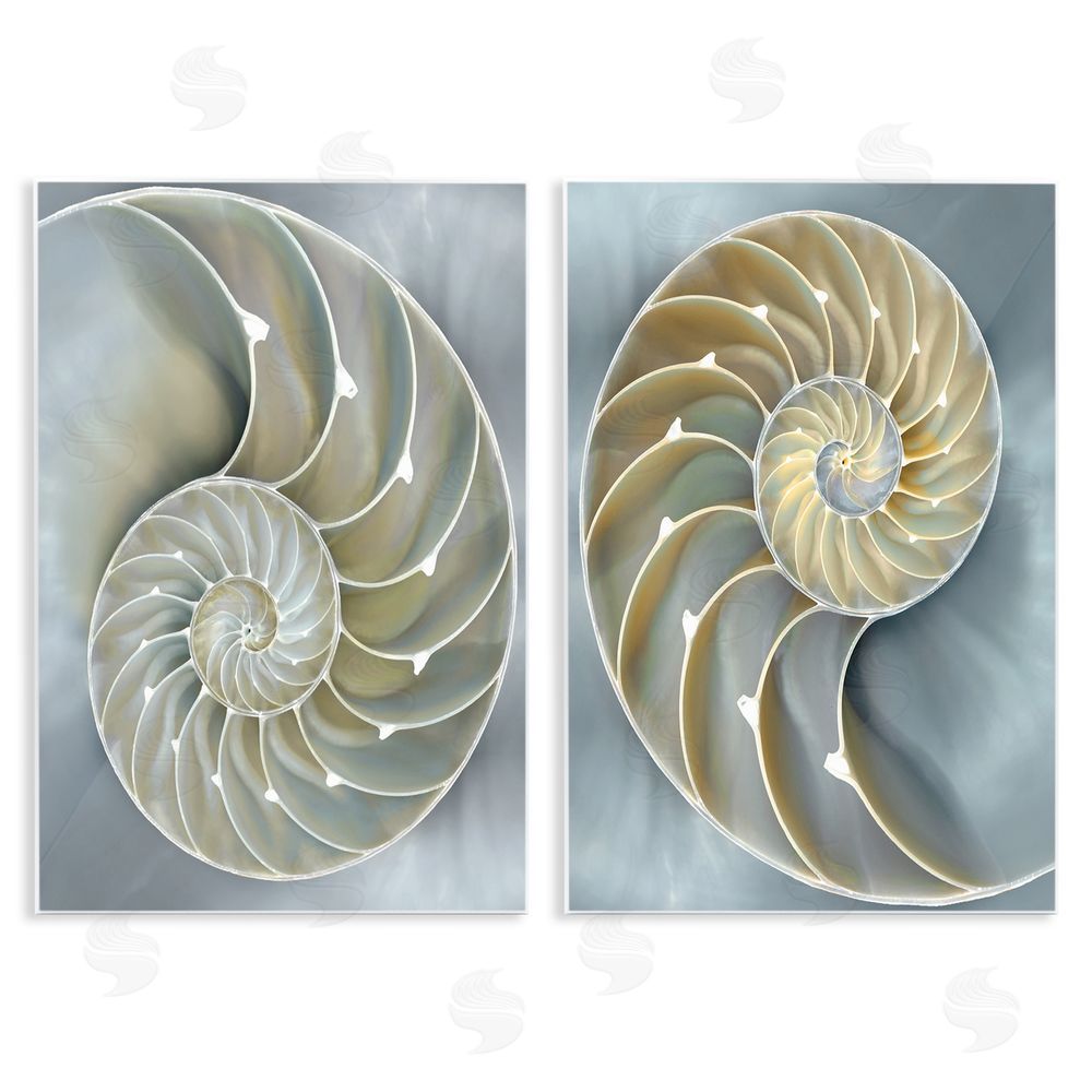 Caroline Kelly Intricate Nautilus Interior Natural Geometric Wooden Wall Plaque Art Print