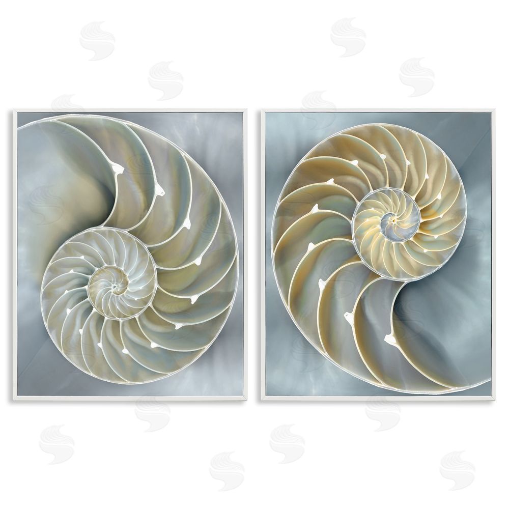 Caroline Kelly Intricate Nautilus Interior Natural Geometric White Framed Giclee Wall Art Print