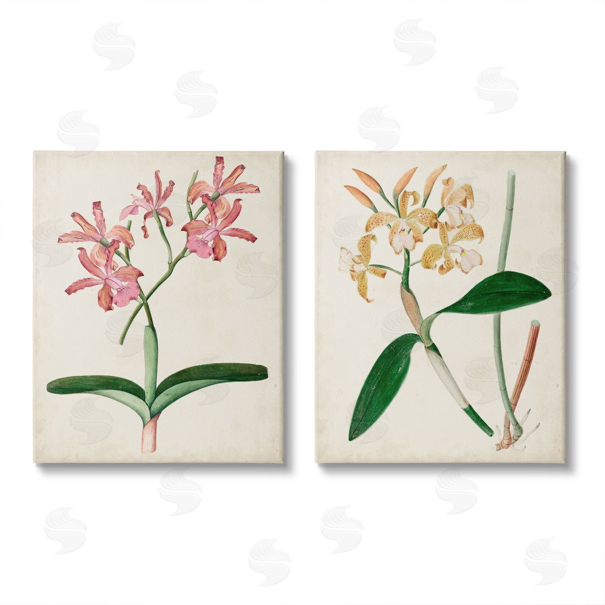Unknown Artist Vintage Orchid Illustration Pink Yellow Florals Canvas Wall Art Print