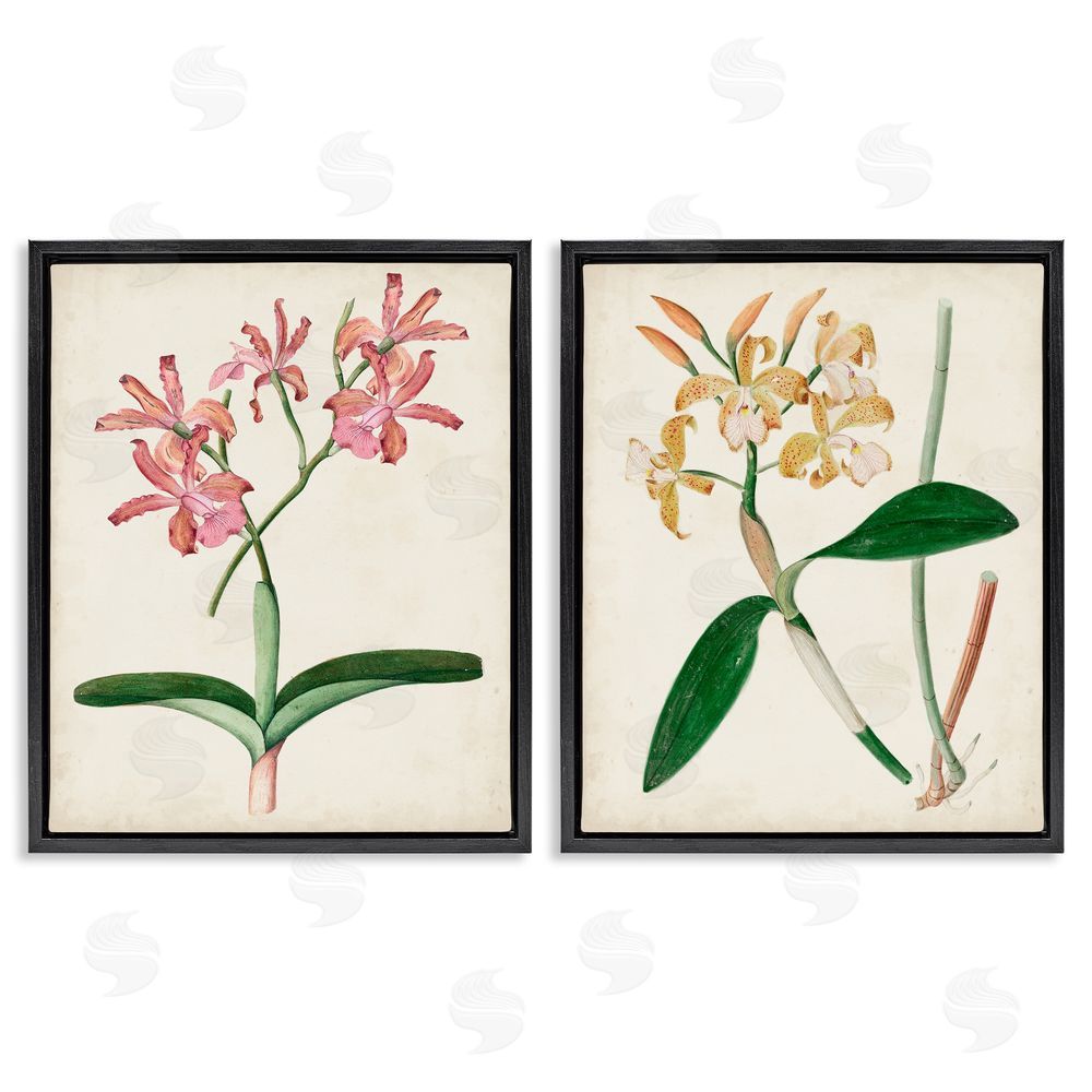 Unknown Artist Vintage Orchid Illustration Pink Yellow Florals Black Floating Frame Canvas Wall Art Print