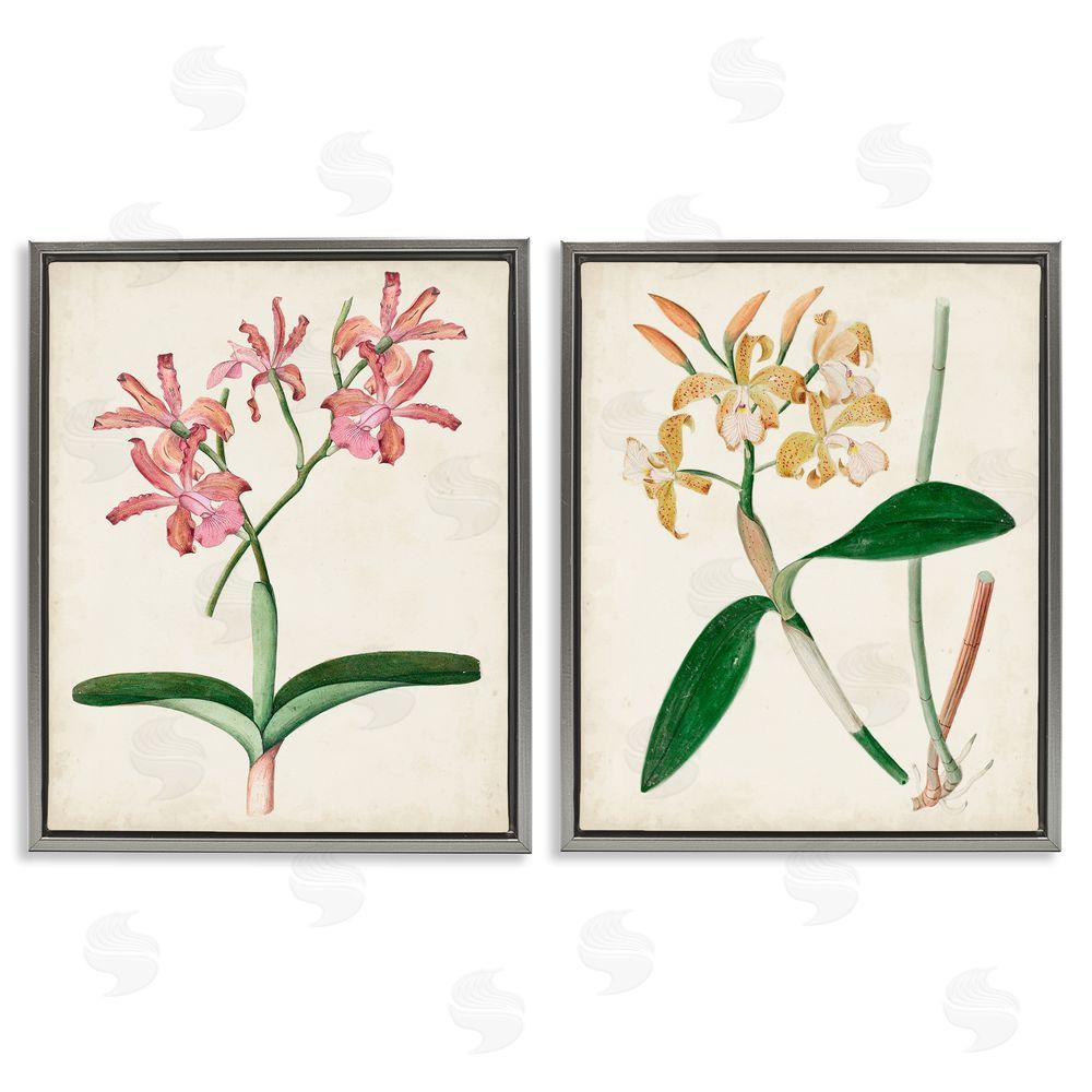 Unknown Artist Vintage Orchid Illustration Pink Yellow Florals Gray Floating Frame Canvas Wall Art Print