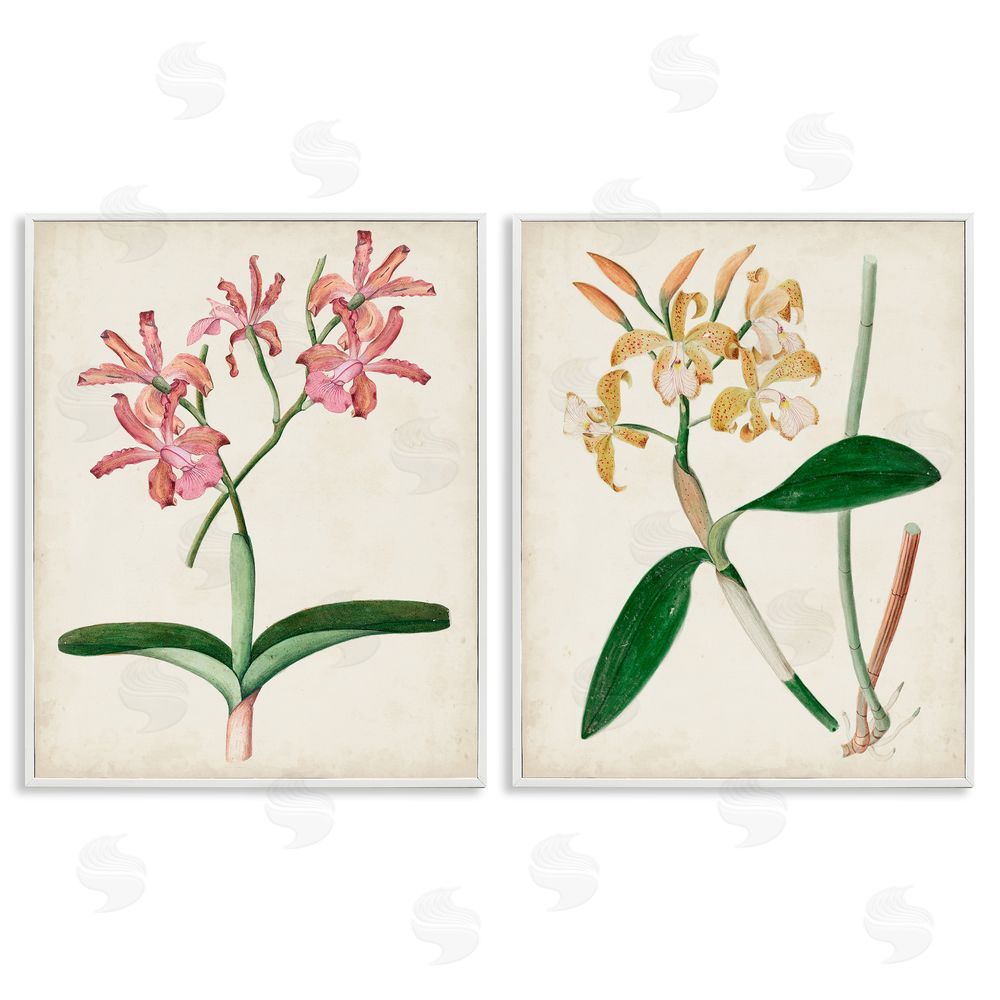 Unknown Artist Vintage Orchid Illustration Pink Yellow Florals White Framed Giclee Wall Art Print