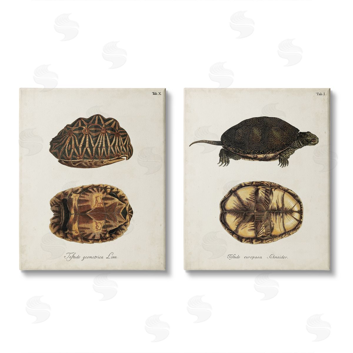 Unknown Artist Study of Antique Turtles Shells Latin Script Canvas Wall Art Print
