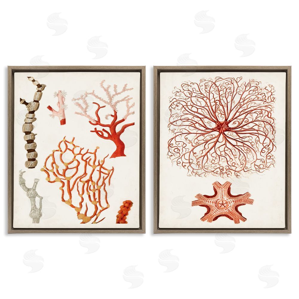 Unknown Artist Collage of Unique Ocean Coral Red Brown Brown Floating Frame Canvas Wall Art Print