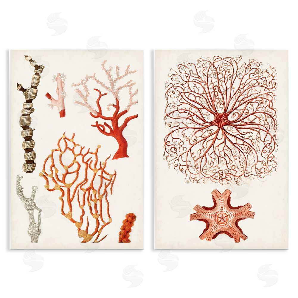 Unknown Artist Collage of Unique Ocean Coral Red Brown Wooden Wall Plaque Art Print