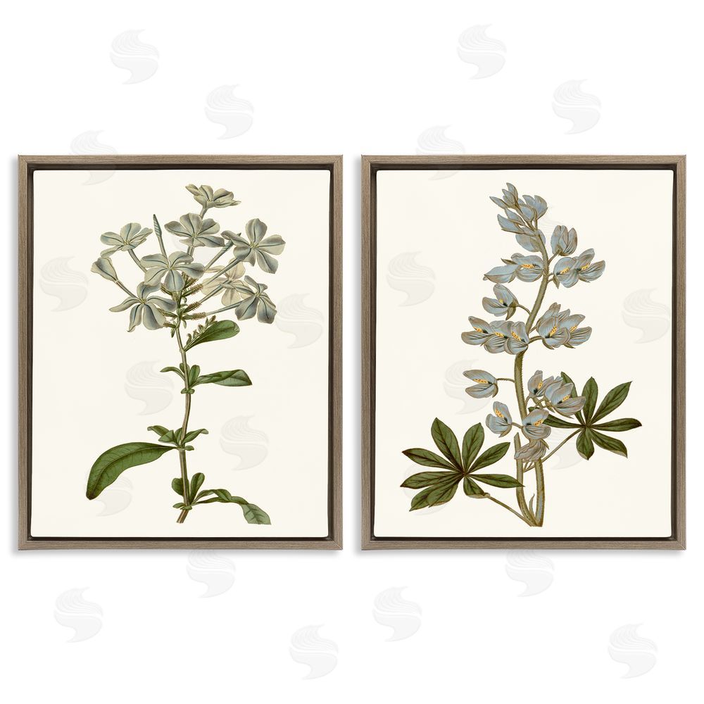 Curtis Vintage Illustrated Study of Blue Botanicals Brown Floating Frame Canvas Wall Art Print