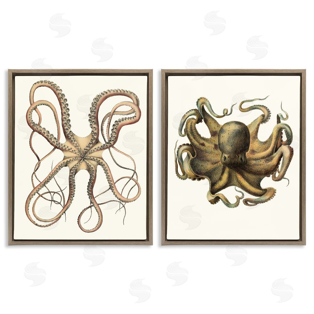 Unknown Artist Vintage Octopus Illustration Curved Tentacles Brown Floating Frame Canvas Wall Art Print