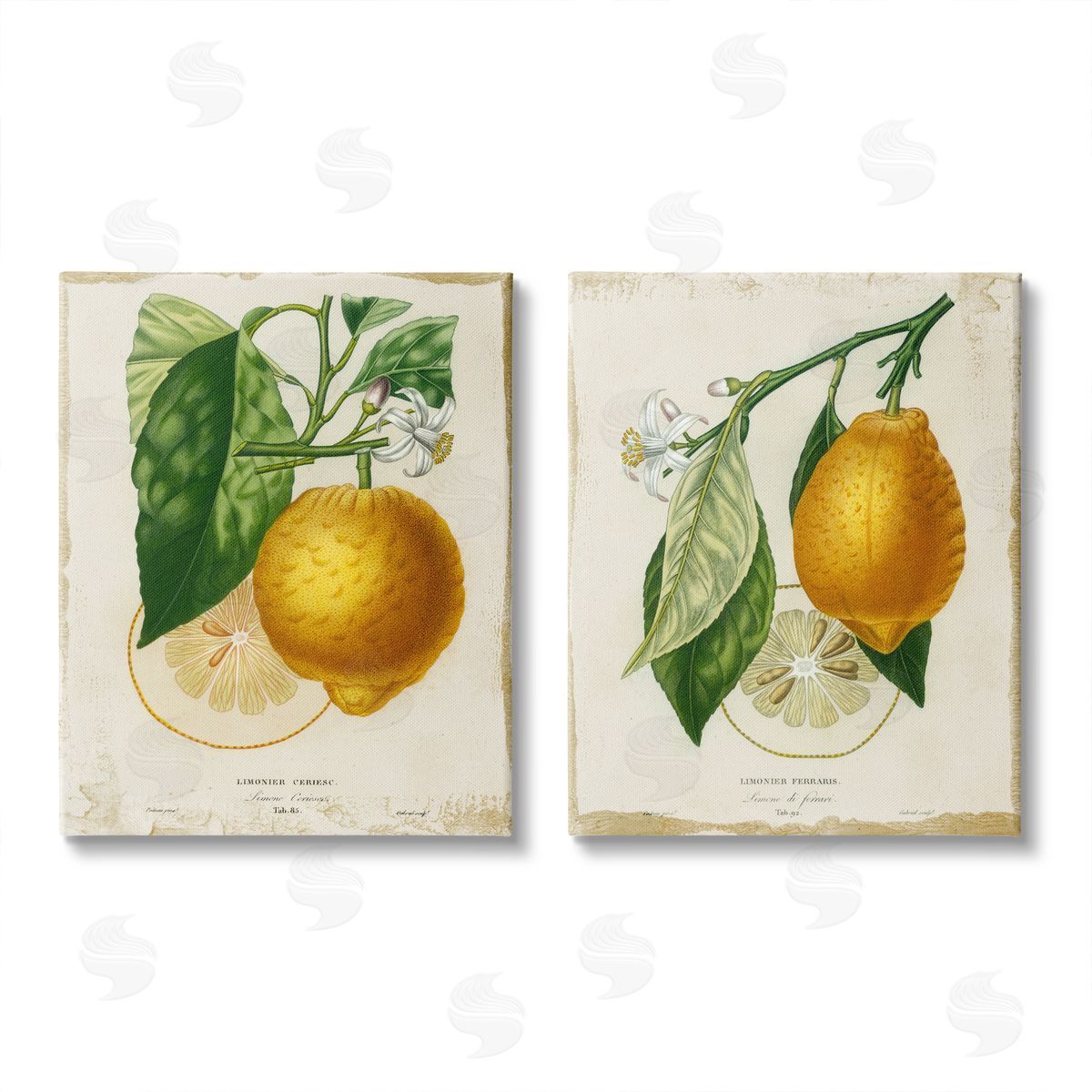 Studio W Floral Lemon Branch with French Script Canvas Wall Art Print