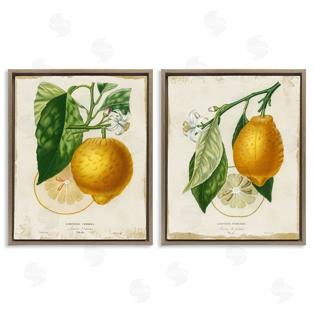 Studio W Floral Lemon Branch with French Script Brown Floating Frame Canvas Wall Art Print
