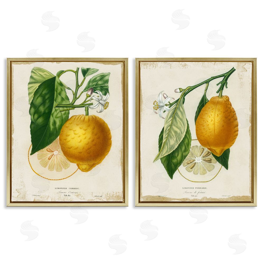 Studio W Floral Lemon Branch with French Script Gold Floating Frame Canvas Wall Art Print
