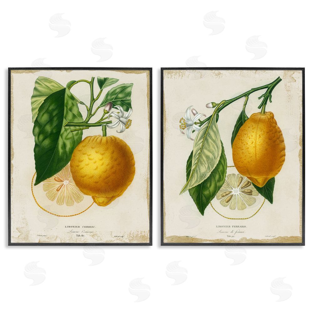 Studio W Floral Lemon Branch with French Script Black Framed Giclee Wall Art Print