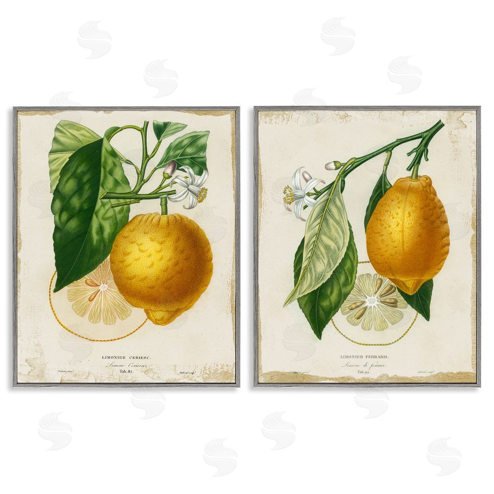 Studio W Floral Lemon Branch with French Script Gray Framed Giclee Wall Art Print
