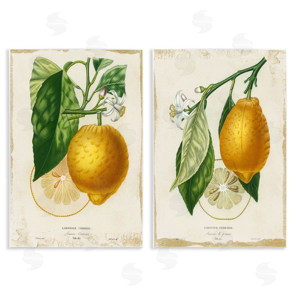 Studio W Floral Lemon Branch with French Script Wooden Wall Plaque Art Print