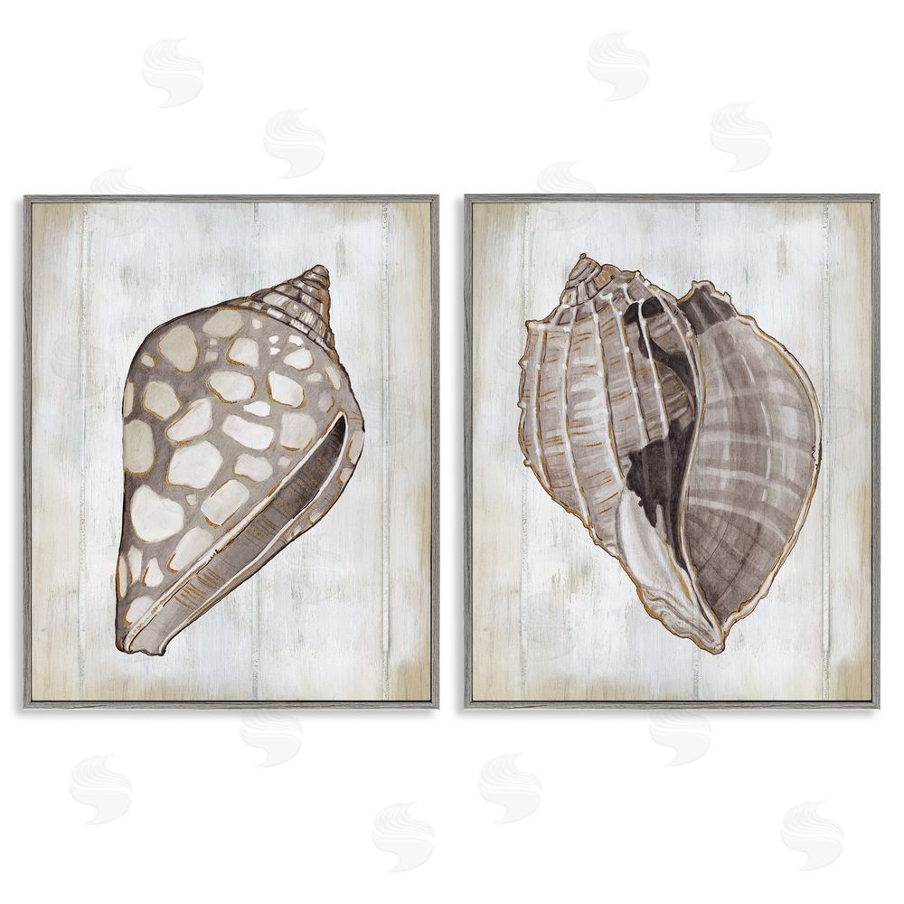 Carol Robinson Spotted Seashell Rustic Marine Life Gray Framed Giclee Wall Art Print