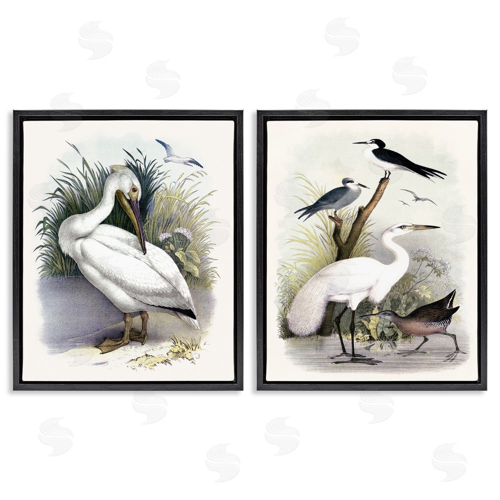 Piddix Wild Pelican Birds Avian Waterside  Black Floating Frame Canvas Wall Art Print