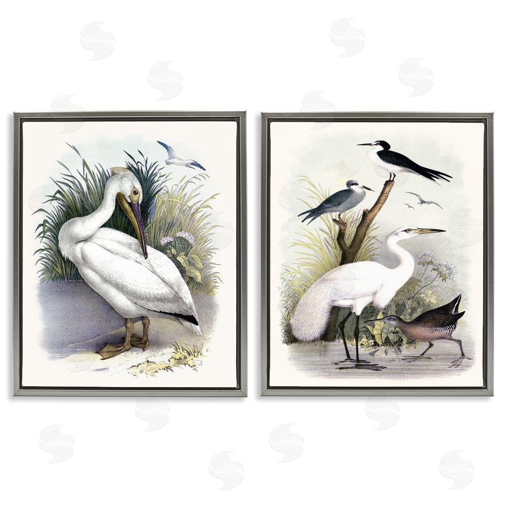 Piddix Wild Pelican Birds Avian Waterside  Gray Floating Frame Canvas Wall Art Print
