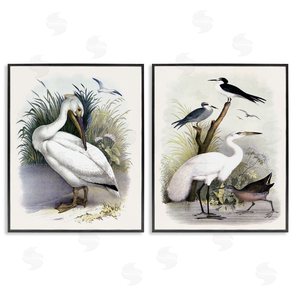 Piddix Wild Pelican Birds Avian Waterside  Black Framed Giclee Wall Art Print