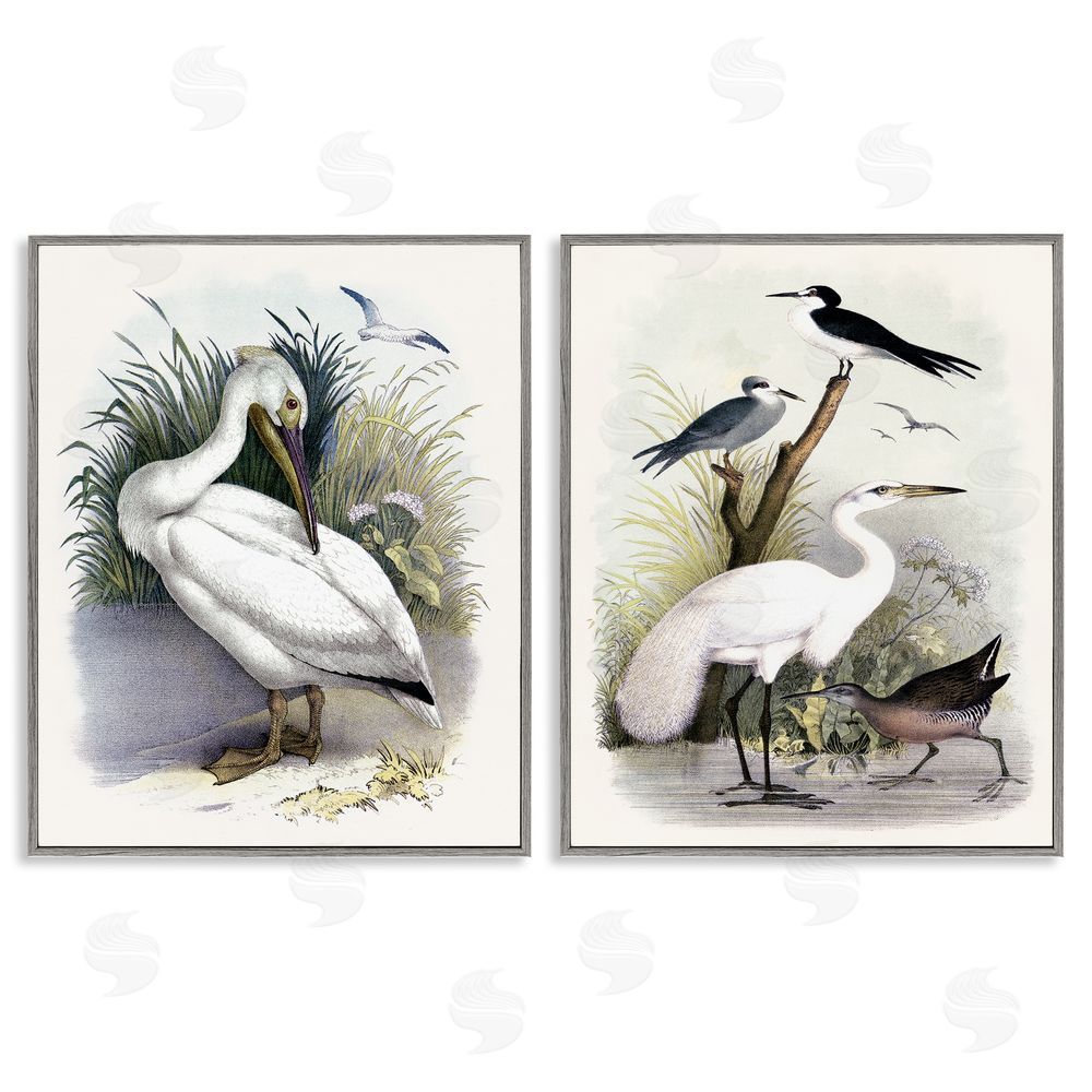 Piddix Wild Pelican Birds Avian Waterside  Gray Framed Giclee Wall Art Print