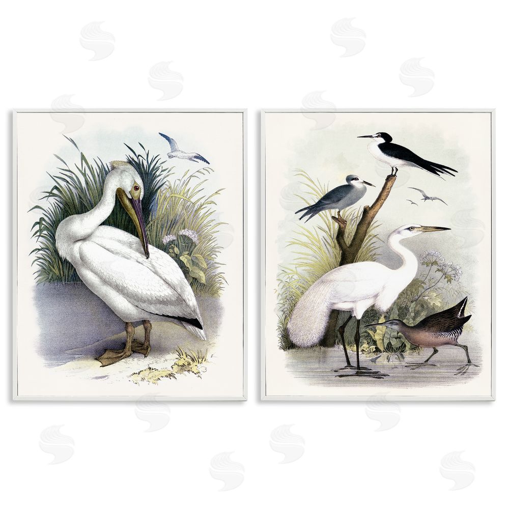 Piddix Wild Pelican Birds Avian Waterside  White Framed Giclee Wall Art Print
