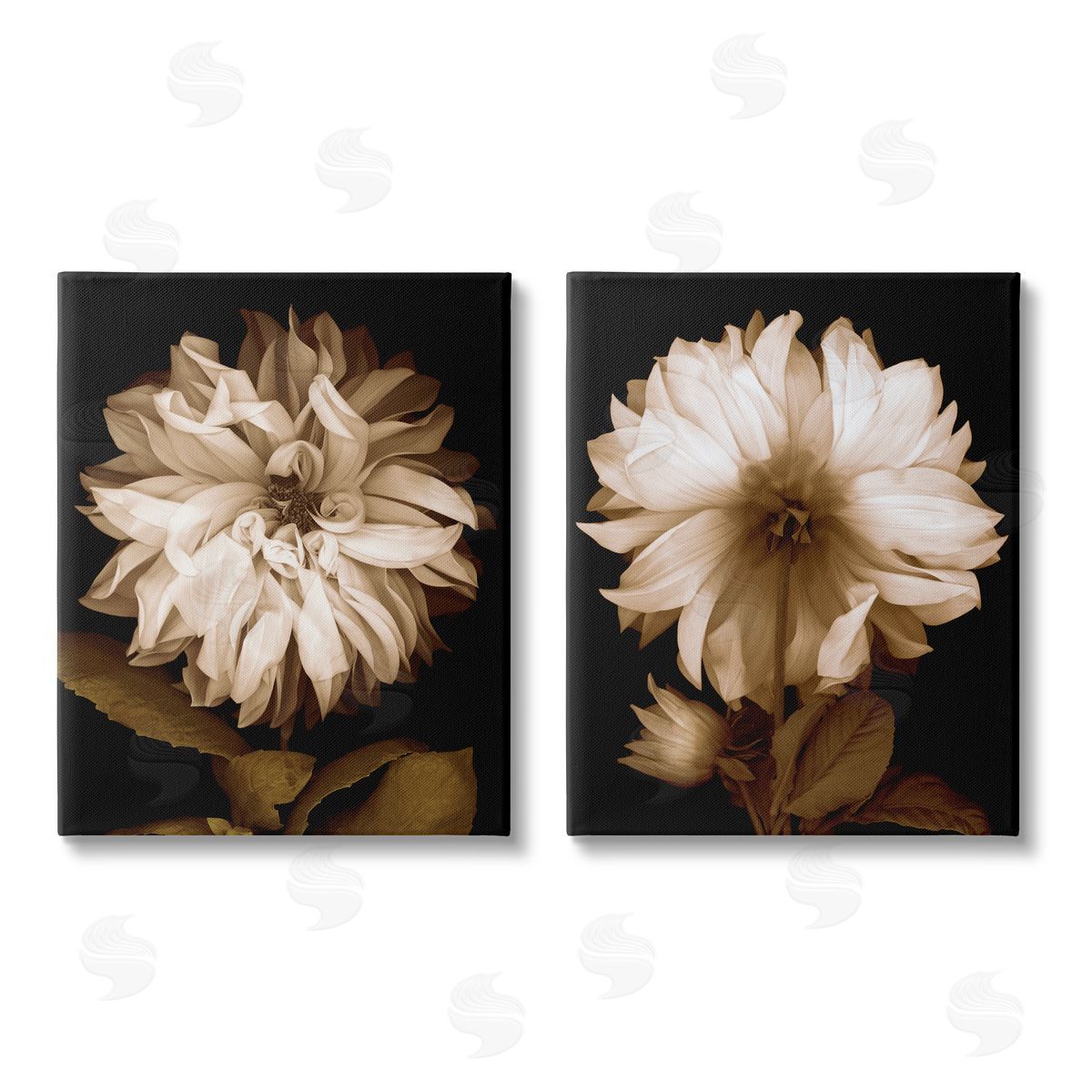 Caroline Kelly Sepia Chrysanthemum Flower Blooms Canvas Wall Art Print