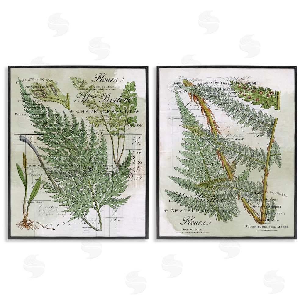 Stupell Studio Woodland Fern Botanical Latin Study Black Framed Giclee Wall Art Print
