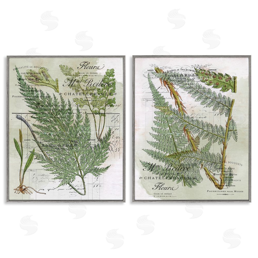 Stupell Studio Woodland Fern Botanical Latin Study Gray Framed Giclee Wall Art Print