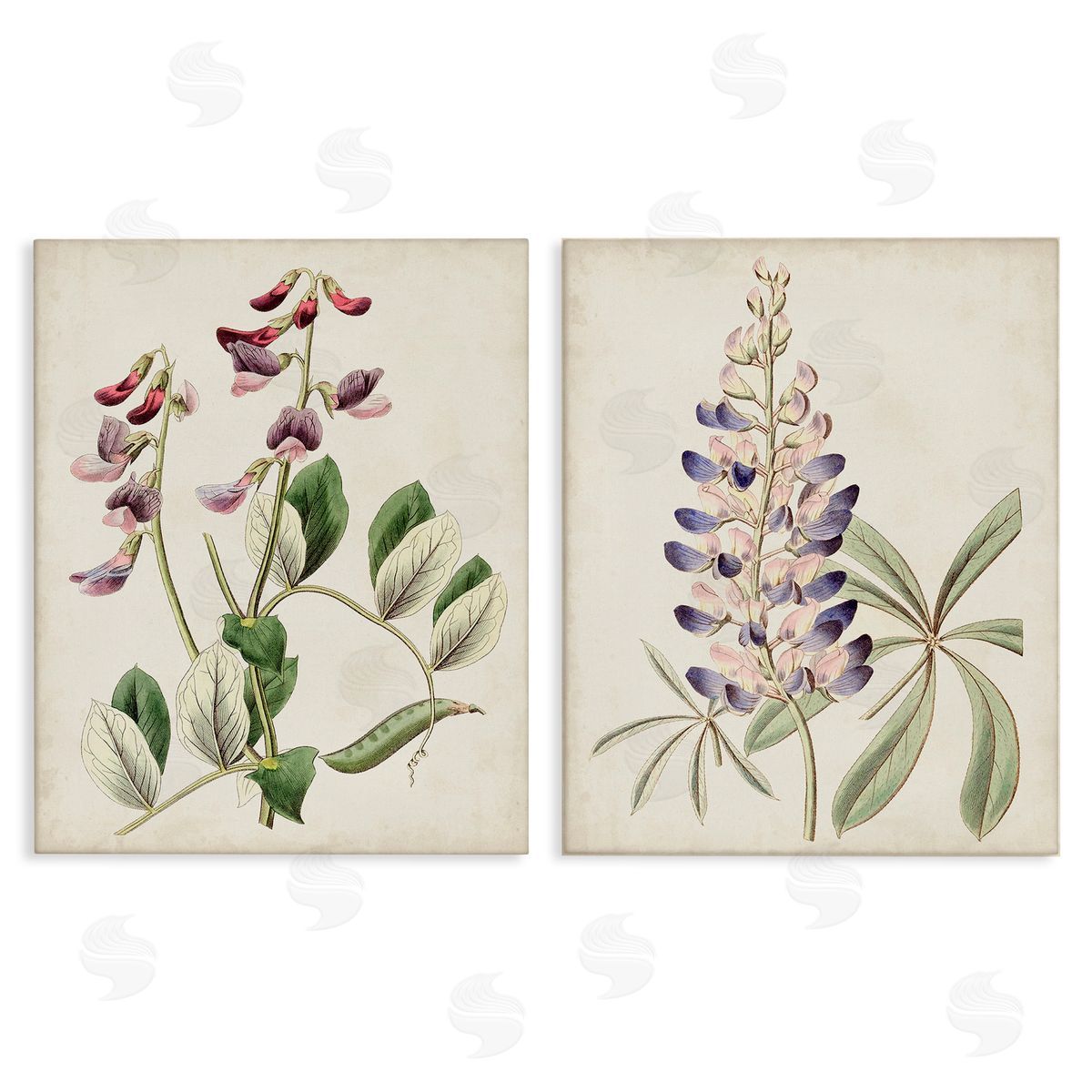 Ridgeway Foxglove Latin Studies Canvas Wall Art Print