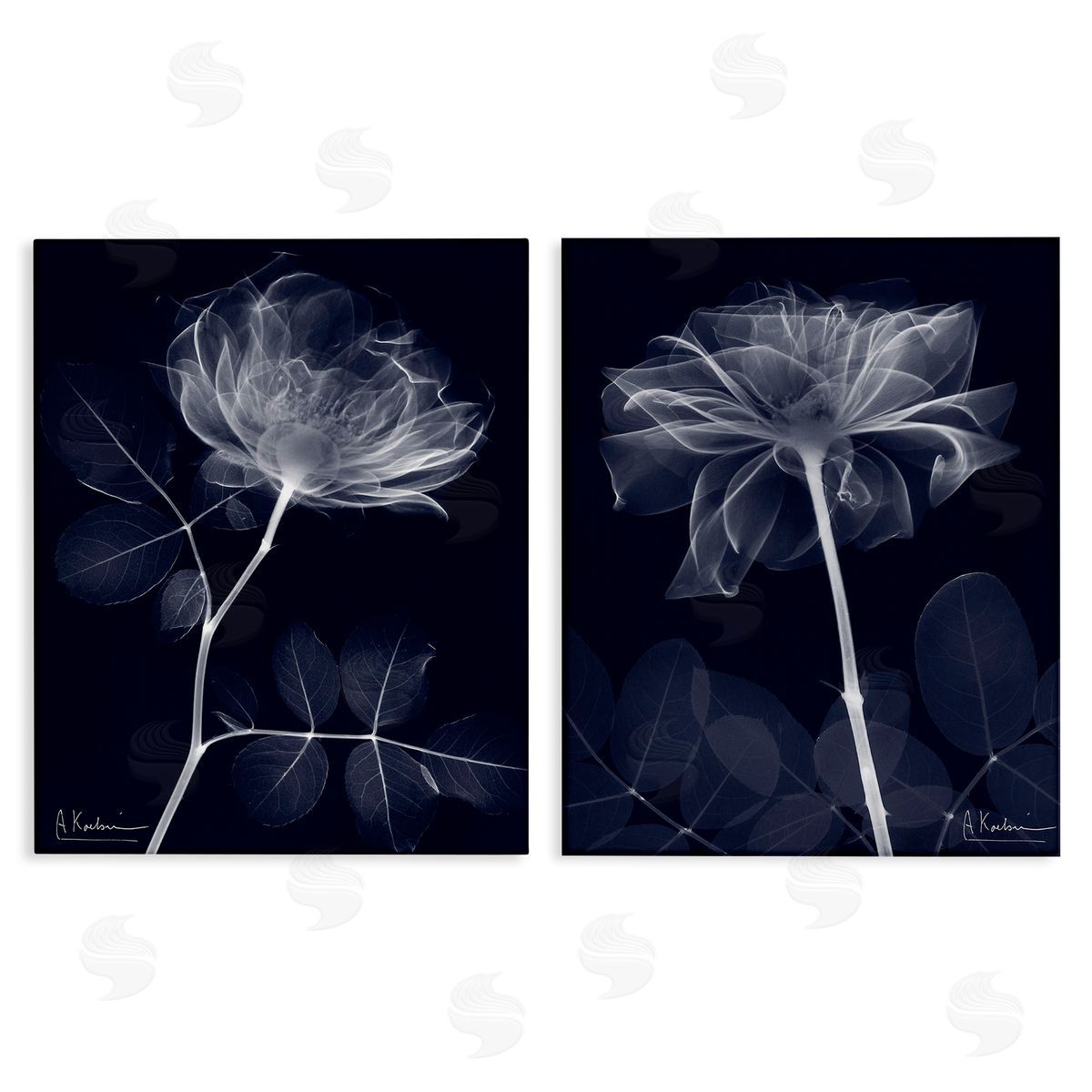 Albert Koetsier X-Ray Blossom on Black Canvas Wall Art Print